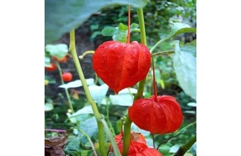 Amour en cage, Alkékenge (Physalis alkekengi)