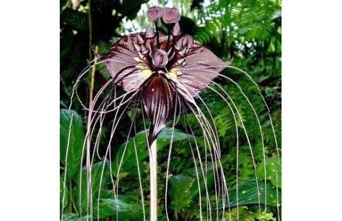 Tacca (Plante Chauve souris)