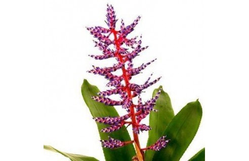 Aechmea (Aechméa) vente en ligne