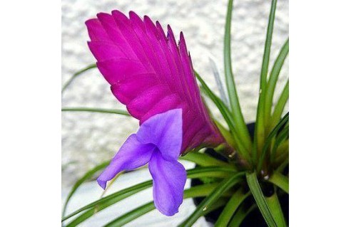 Tillandsia fille de l'air vente en ligne