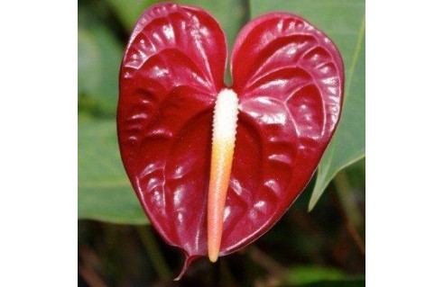 Anthurium
