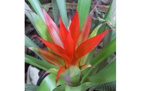 guzmania hybride vente en ligne promotion