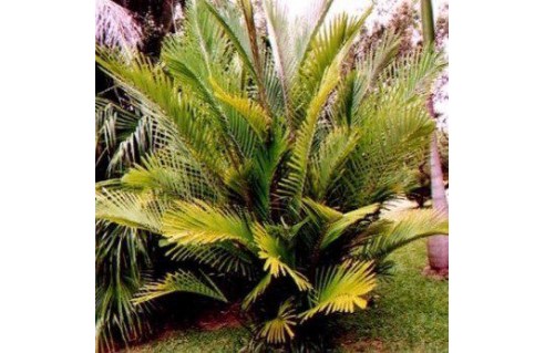 Arenga engleri