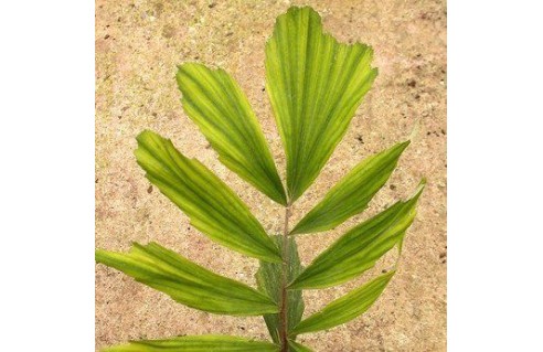 Arenga engleri