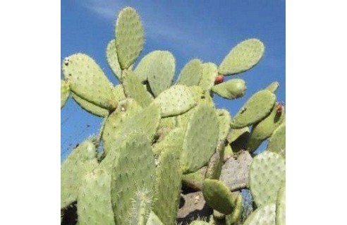 Opuntia figuier de barbarie