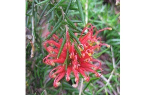 Vente en ligne de plantes exotiques et tropicales d'extérieur à petits prix toute l'année !