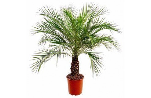 Vente en ligne de palmiers exotiques et tropicaux à petits prix toute l'année !