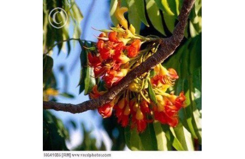 Vente en ligne de plantes exotiques et tropicales à petits prix toute l'année !