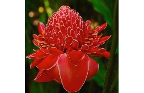 Phaeomeria magnifica etlingera eliator spectre de l'empereur