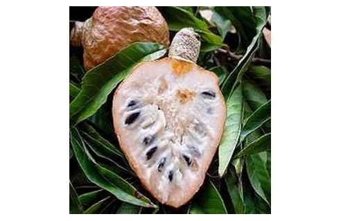 Vente en ligne de plantes exotiques et tropicales à petits prix toute l'année !
