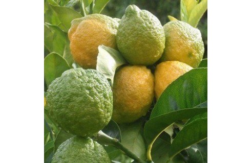 collection-de-fruitiers-tropicaux-adultes