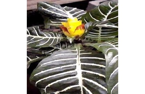 Aphelandra (Plante zèbre)