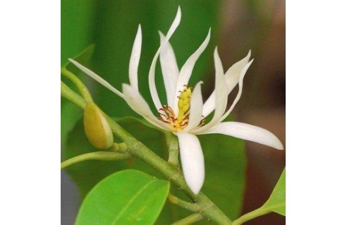 Vente en ligne de plantes exotiques et tropicales à petits prix toute l'année !