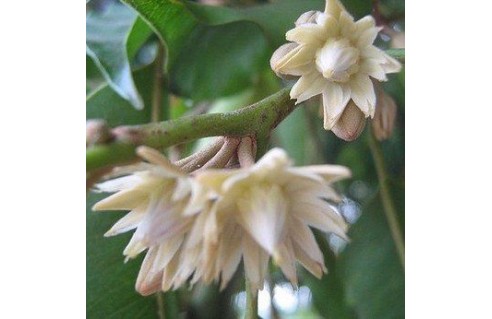 Vente en ligne de plantes exotiques et tropicales à petits prix toute l'année !
