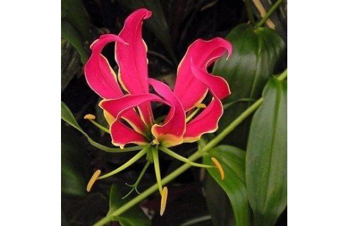 Vente en ligne de plantes exotiques et tropicales à petits prix toute l'année !