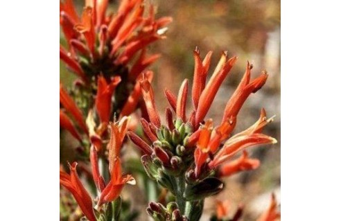 Vente en ligne de plantes exotiques et tropicales à petits prix toute l'année !