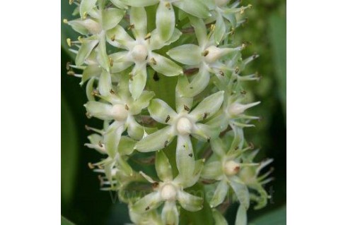 Vente en ligne de plantes exotiques et tropicales à petits prix toute l'année !