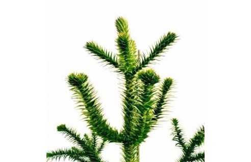 Araucaria (Désespoir des singes)