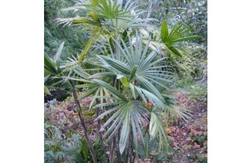 Vente en ligne de palmiers exotiques et tropicaux à petits prix toute l'année !