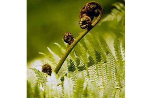 Vente en ligne de plantes exotiques et tropicales à petits prix toute l'année !