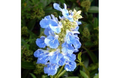 Vente en ligne de plantes exotiques et tropicales à petits prix toute l'année !
