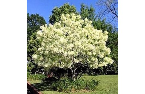 Arbre à franges (Chionanthus)