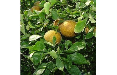 Vente en ligne de plantes exotiques et tropicales à petits prix toute l'année !