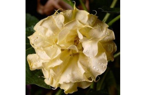 Vente en ligne de plantes exotiques et tropicales à petits prix toute l'année !