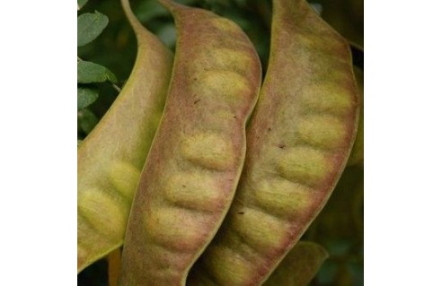 Vente en ligne de plantes exotiques et tropicales à petits prix toute l'année !