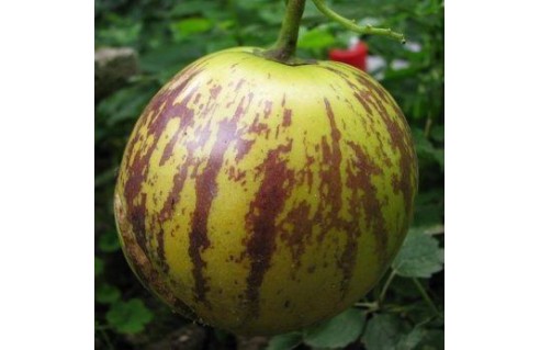Vente en ligne de plantes exotiques et tropicales à petits prix toute l'année !