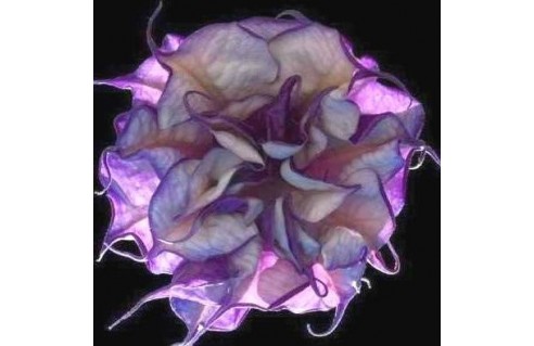 Vente en ligne de plantes exotiques et tropicales à petits prix toute l'année !