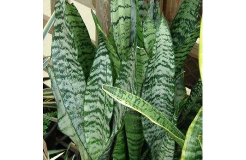Vente en ligne de plantes exotiques et tropicales à petits prix toute l'année !