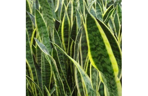 Vente en ligne de plantes exotiques et tropicales à petits prix toute l'année !