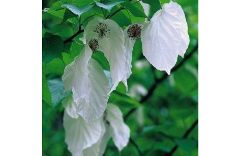 Davidia involucrata 
