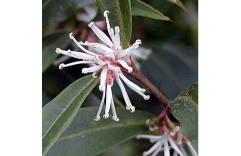 sarcococca