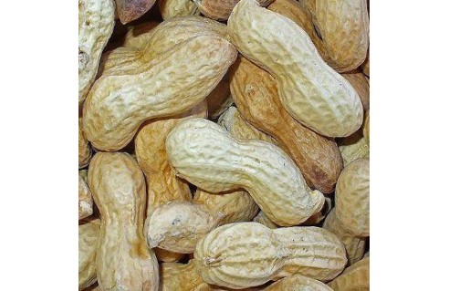 cacahuete arachis