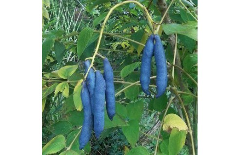 Decaisnea fargesii (Arbre aux haricots bleus)