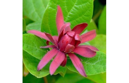 Calycanthus (Arbre aux anémones, Arbre Pompadour)