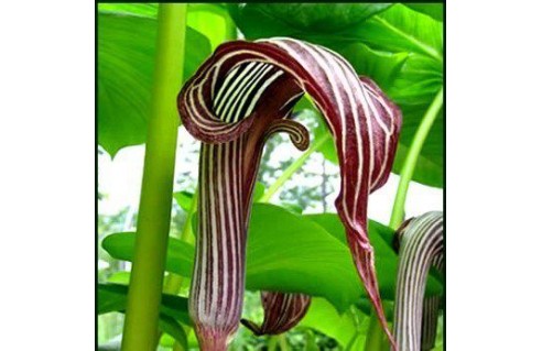 Vente en ligne de plantes exotiques et tropicales à petits prix toute l'année !