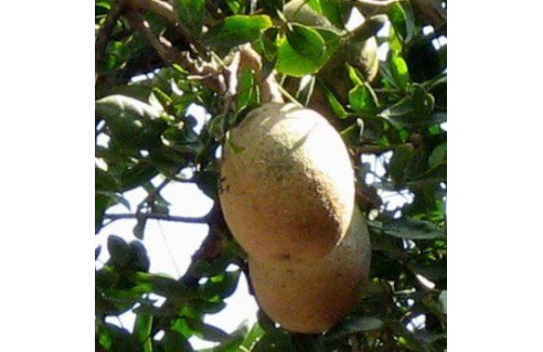 Aegle marmelos Bael