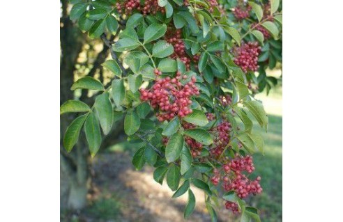  Poivre du Sichuan, Poivrier japonais, Clavalier Zanthoxylum piperitum