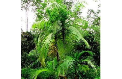 Chou palmiste (Coeur de palmier, Euterpe edulis)