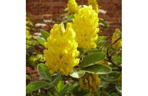 Argyrocytisus battandieri (Genet Ananas)