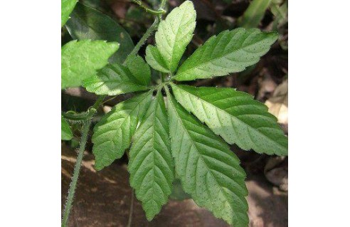 Gynostemma pentaphyllum (Thé de l'immortalité)