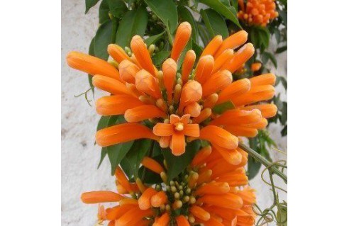 Pyrostegia venusta (Liane de feu)
