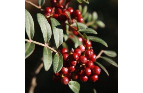 Pistacia lentiscus (Arbre au mastic)