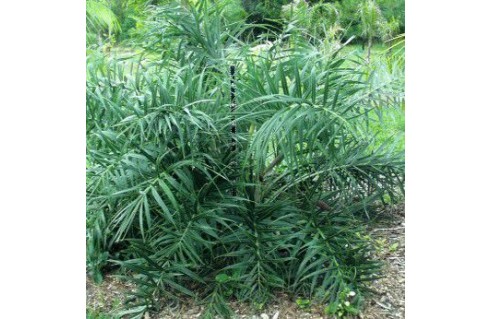 Coco des plages (Allagoptera arenaria)