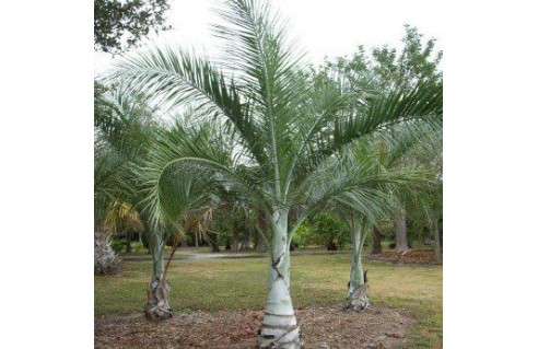 Pseudophoenix sargentii
