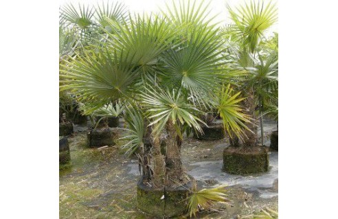 Coccothrinax
