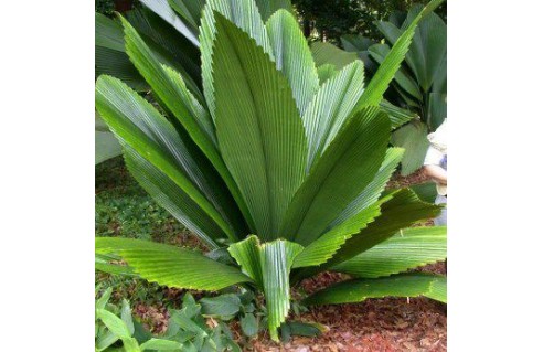 Johannesteijsmannia altifrons